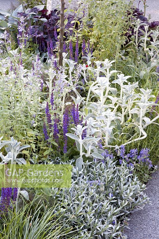 Purple and silver themed border of Stachys byzantina, Nepeta and Salvias. RHS Chelsea Flower Show 2010 