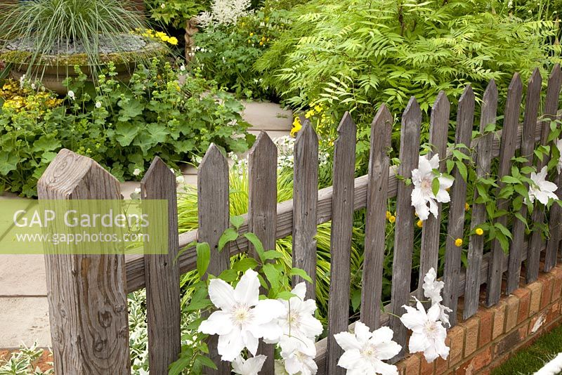 Clematis climbing through fence. The Sun Golden Wedding Garden, Silver Gilt Medal Winner, RHS Chelsea Flower Show 2010 
 
 