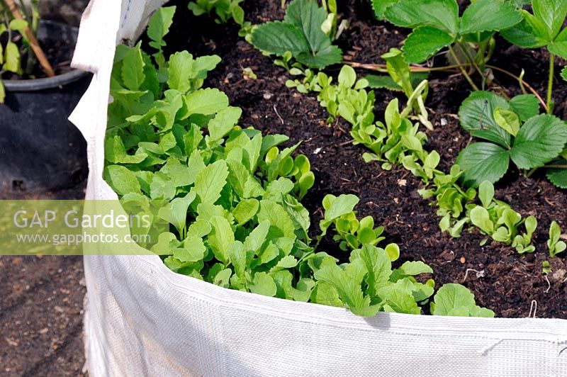 Vegetable seedlings growing in a builders rubble bag in front of a council housing estate in Shoreditch, London.