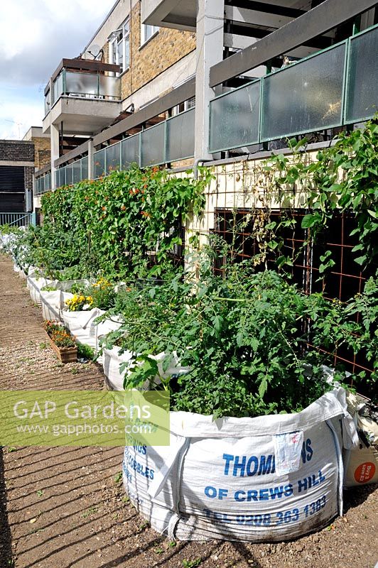 Vegetables growing in builder's rubble bags in front of a council housing estate in Shoreditch London UK