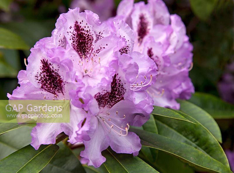 Rhododendron 'Mrs Furnival'