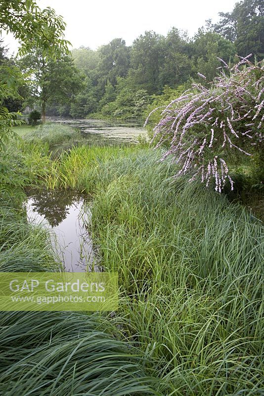 Lake with waterside planting with Rushes and small island with Buddleja alternifolia. Lake House