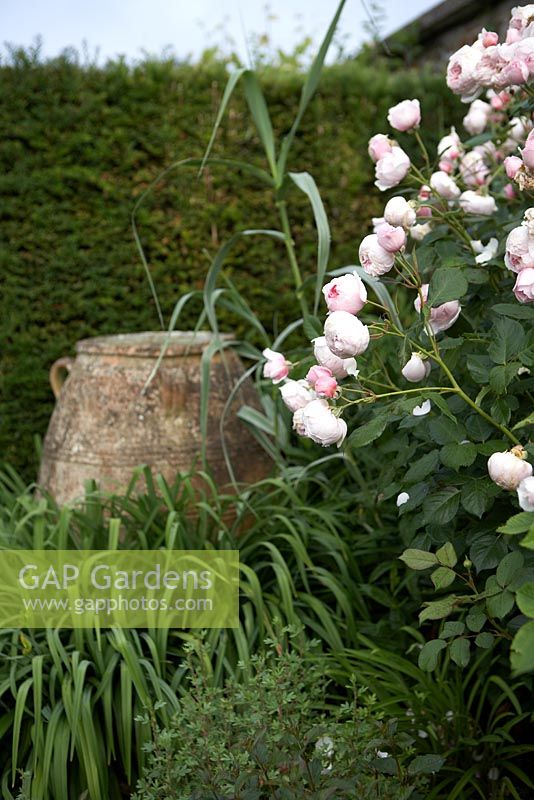 Soft pink climbing Rosa with terracotta urn nestled in Hemerocallis foliage against Taxus - Yew hedge. Lake House.