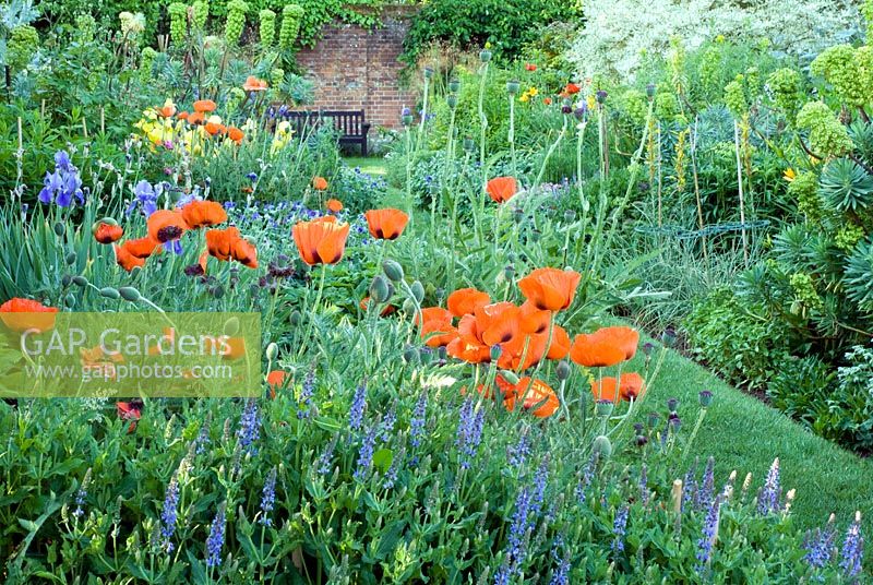 Red and blue herbaceous border with Papaver orientale 'Beauty of Livermere'. Spencers Garden, Essex
