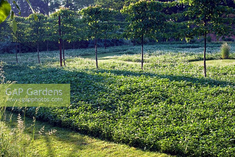 Tilia cordata - Lime trees espaliered underplanted with Trifolium repens - white Clover lawn. Spencers Garden, NGS Essex