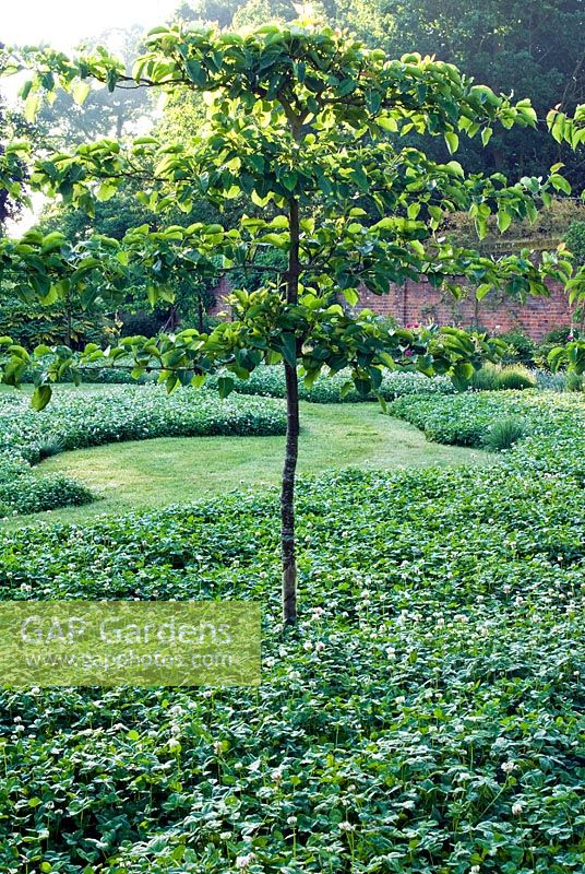 Tilia cordata - espaliered Lime trees underplanted with Trifolium repens - white Clover lawn. Spencers Garden, NGS Essex
 