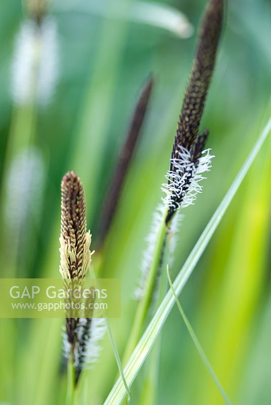 Carex elata 'Aurea' - Bowles' Golden Sedge 