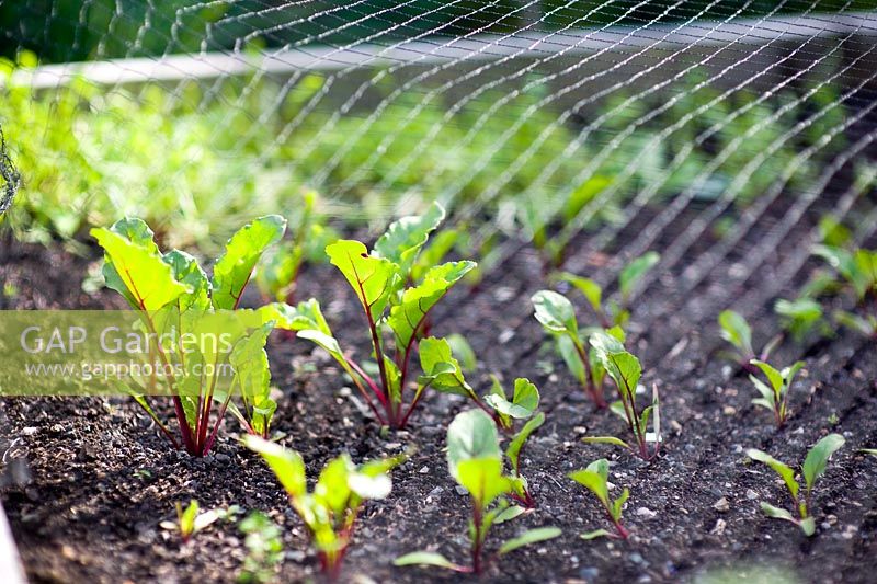 Beetroot 'Bolthardy' seedlings growing beneath protective netting