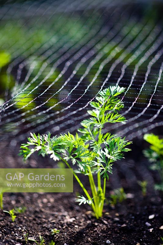 Carrot seedling growing beneath protective netting