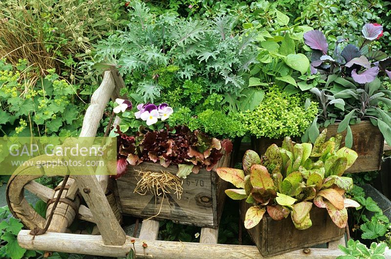 Recycled wooden beer bottle crates planted with herbs, vegetables and edible flowers and displayed on a flat barrow - Red Russian kale, parsley, red lettuce and pansies with Lettuce 'Freckles', thyme, dwarf beans, purple sage and red cabbage 