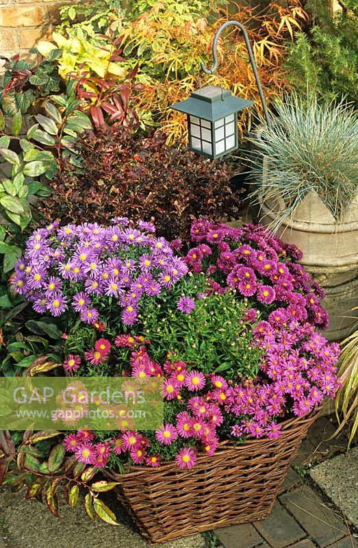 Aster 'Island Series' growing in a square wicker basket and backed by contrasting evergreens, Acer palmatum 'Kinshii' and Festuca glauca in a Victorian crown chimney pot