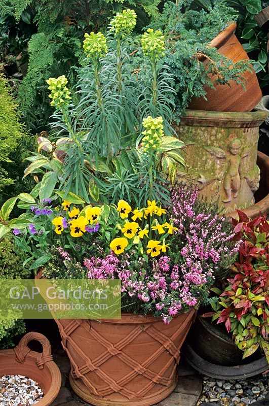 Euphorbia wulfenii with Leucothoe 'Rainbow', Pulmonaria saccharata, pansies, Narcissus 'Tete a tete' and winter heather in basketweave clay pot