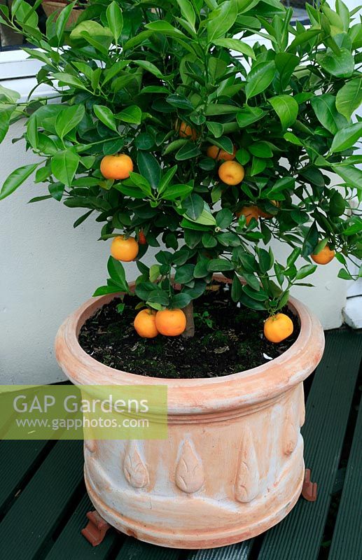 Citrofortunella microcarpa syn. Citrus mitis sitting on terracotta pot feet to prevent the timber deck rotting