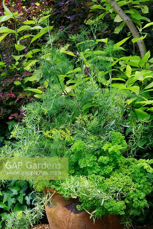 Parsley, French tarragon and fennel growing in a terracotta pot and supported with twiggy sticks