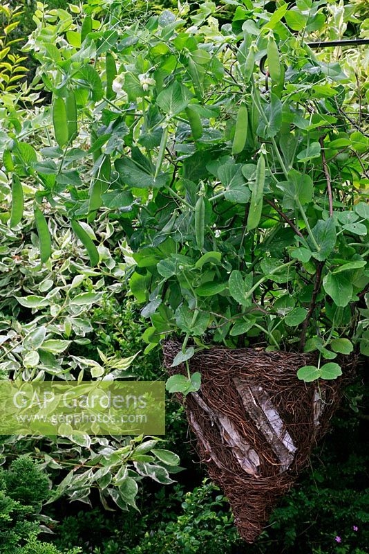 Dwarf pea 'Little Marvel' growing in a rustic hanging basket with twiggy sticks for support