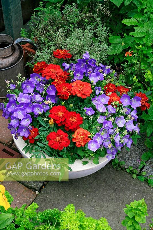 Campanula 'Pearl Blue' and Tagetes 'Durango Red' growing in a shallow bowl