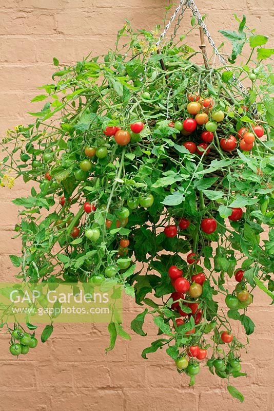 Tomato 'Tumbler' growing in a woven hanging basket