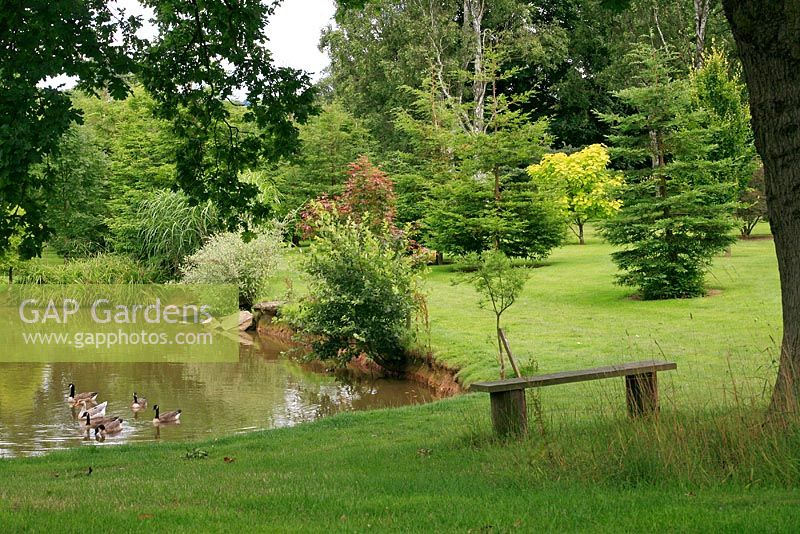 Canada geese on the pond at Arley Arboretum