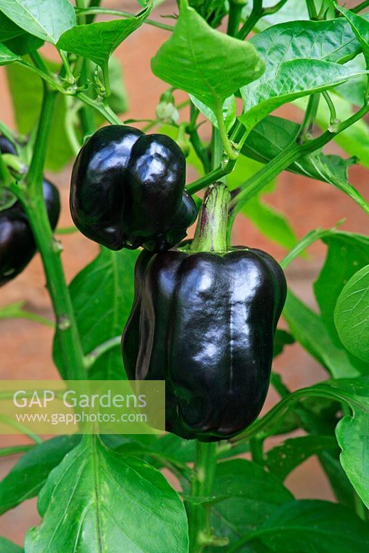 Sweet peppers 'Purple Beauty'