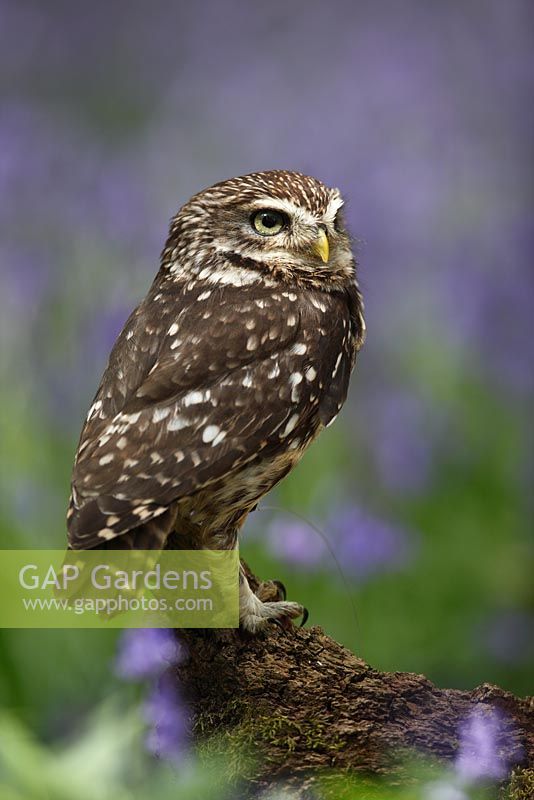 Athene noctua - Little owl perching on stump in Bluebells