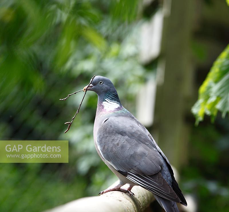 Columba palumbus - Wood Pigeon carrying twig for nest building
