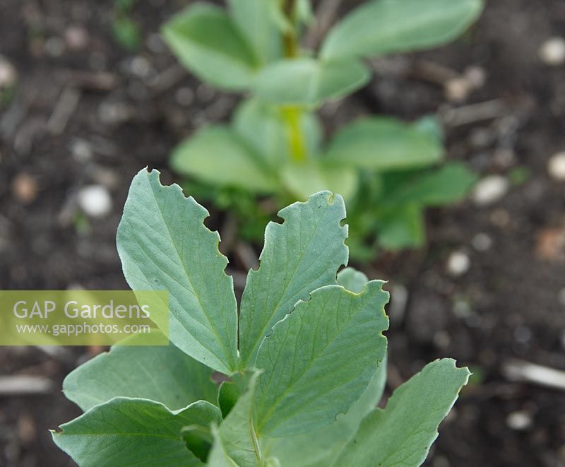 Sitona lineatus - Bean weevil damage to Broad Bean leaf