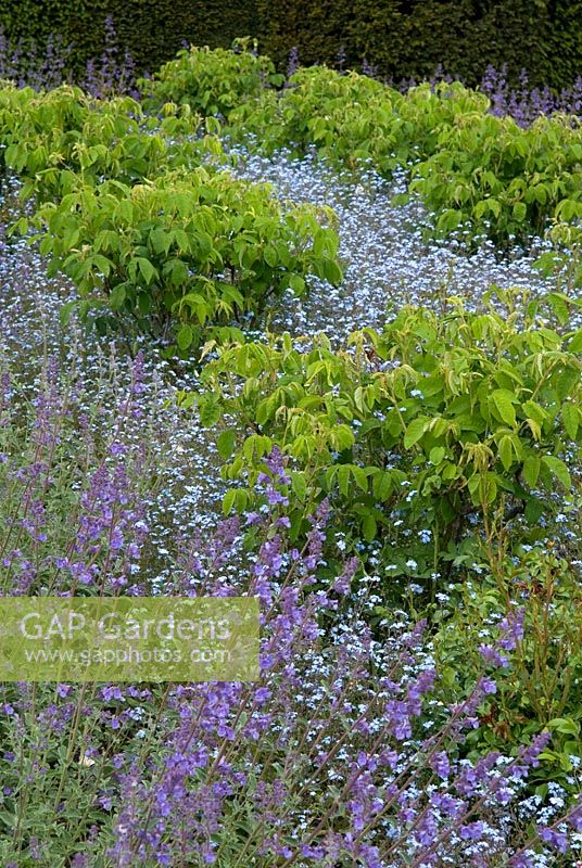 Under-planting of Nepeta - Catmint and Myosotis - Forget-me-nots in bed of old-fashioned Rosa bushes. Helmingham Hall, Suffolk