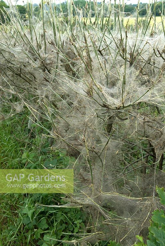 Infestation of Yponomeuta cagnagella - Spindle Ermine Moth caterpillars on Spindleberry in hedgerow, showing leaves totally stripped beneath canopy of silk like strands. Coddenham, Suffolk