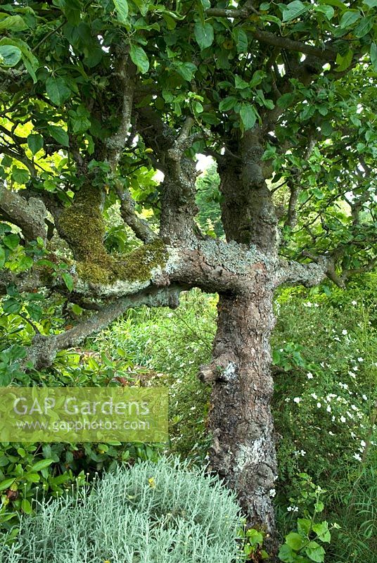 Moss and lichen on trunk of very old espaliered Malus 'Blenheim Orange' - Apple tree. Open Gardens Day 2010, Eye, Suffolk