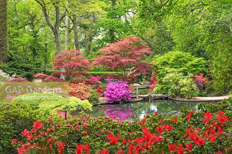 Azalea and Acer around the pond in in the 'Homewood' area. Exbury Gardens, Hampshire, May
