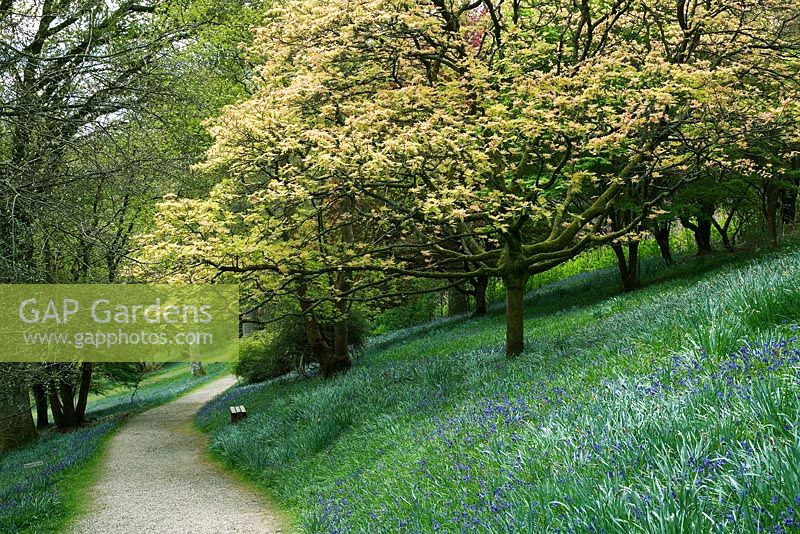 The Bluebell Bank with drifts of  Hyacinthoides - Bluebells at Leonardslee Gardens, Sussex, Spring
