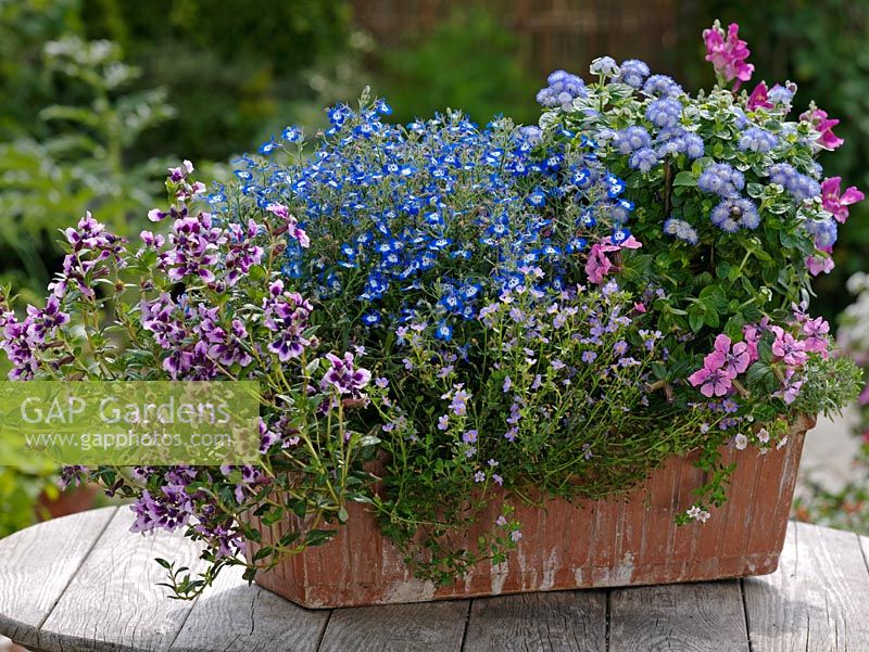 Container planting of Cuphea llavea Vienco 'Lavender' and 'Purple-Pink', Lobelia 'Bavaria', Bacopa syn. Sutera 'Blue' and Ageratum houstonianum 'Patina Delft'