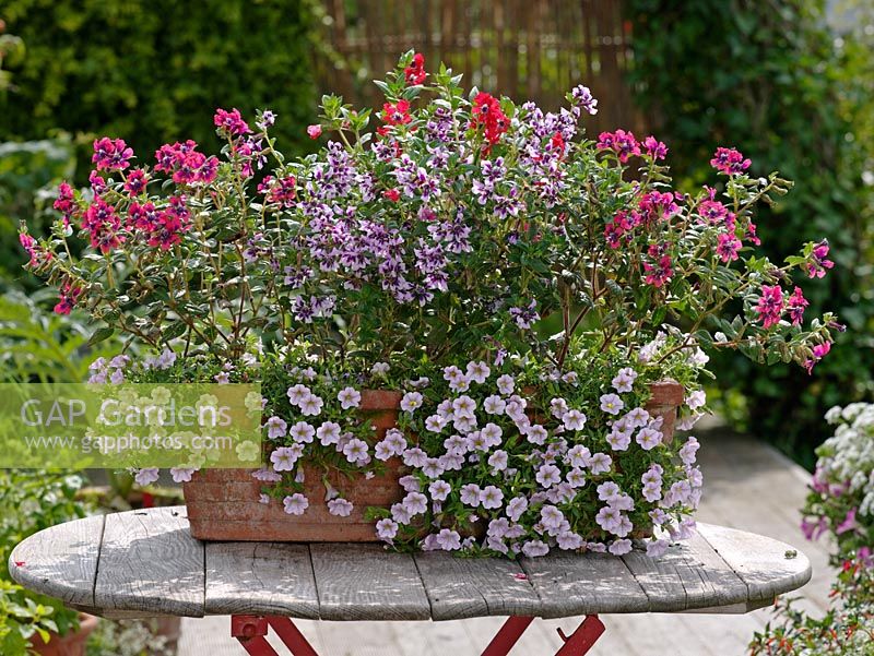 Mixed container planting of Cuphea llavea Vienco 'Purple-Red', 'Lavender' and 'Red' with Calibrachoa 'Light Blue' 