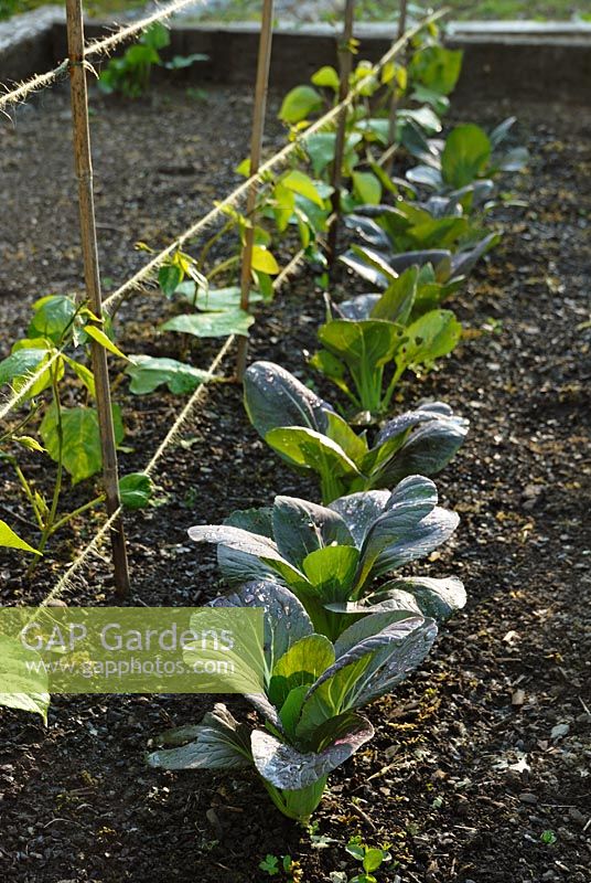 Red pak choi growing alongside young runner bean plants