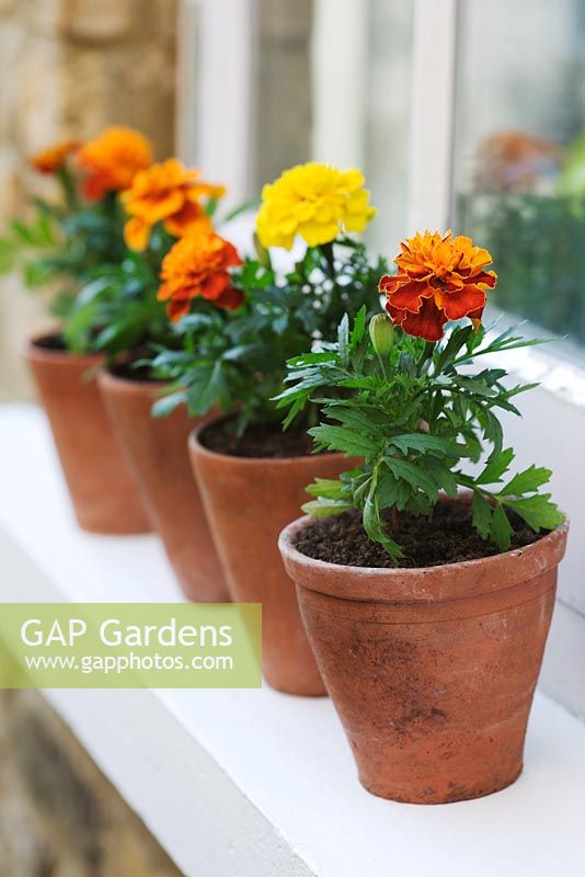Tagetes - Marigolds in terracotta pots on windowsill