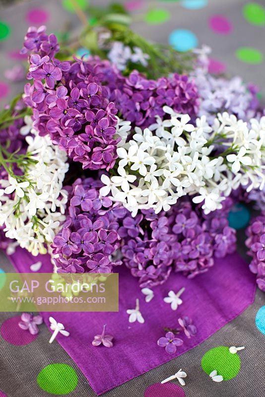 Bouquet of lilac picked in the garden