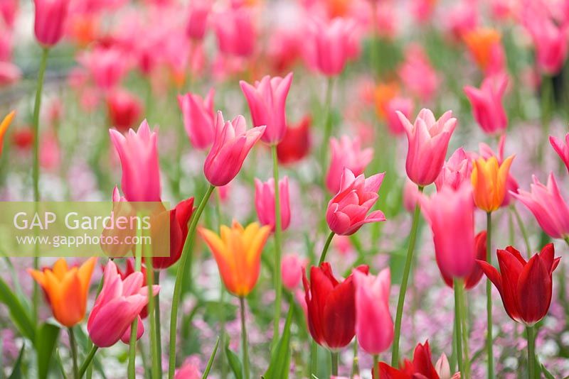 Tulipa 'China Pink' and Tulipa 'Ballerina'