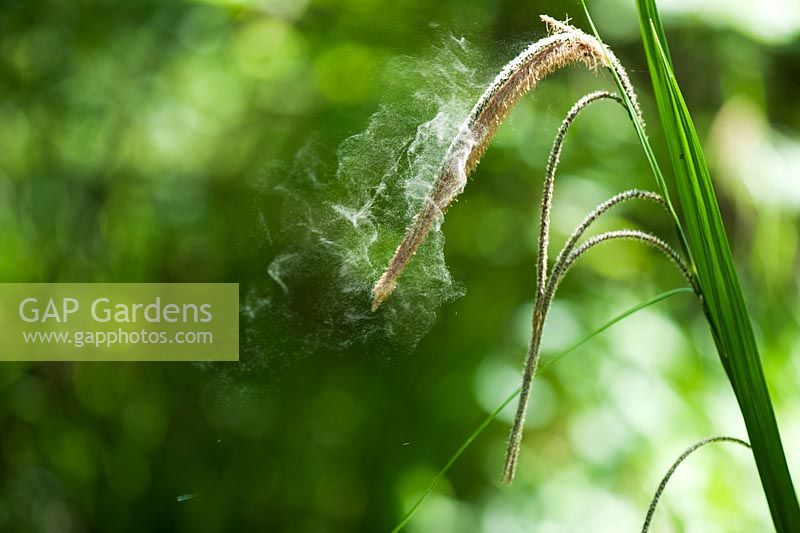 Carex pendula  - Pendulous Sedge. Pollen being released from Sedge grass in the English countryside