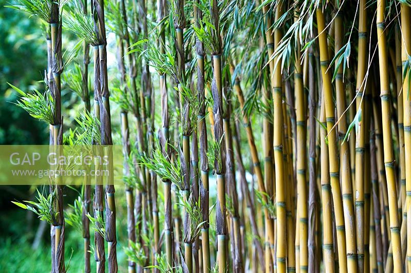 Chusquea culeou - Bamboo
