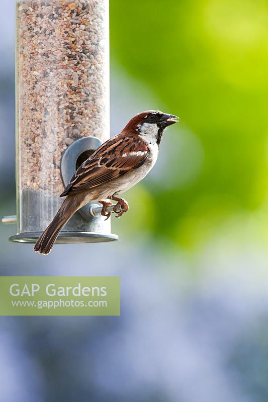Passer domesticus - Male House Sparrow feeding on a seed feeder
