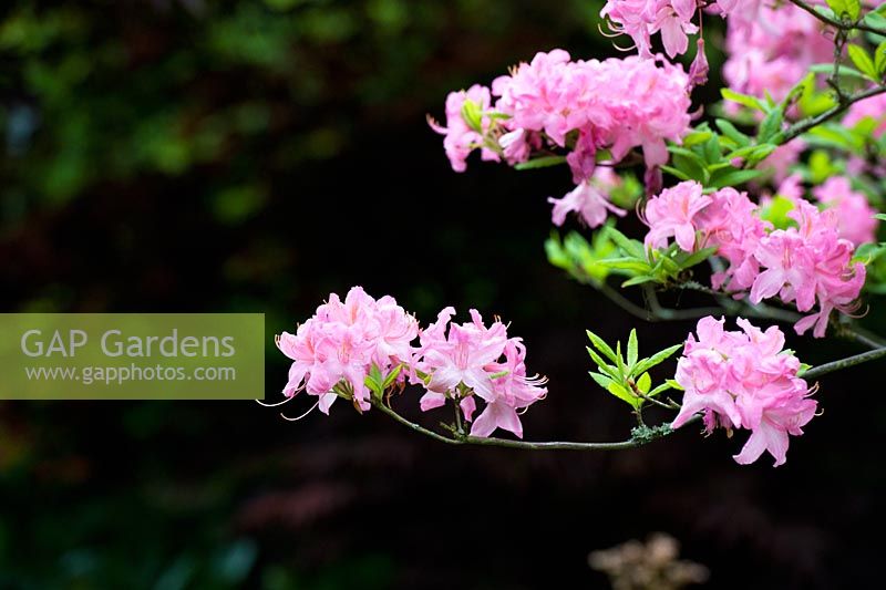 Rhododendron prinophyllum 'Marie Hoffman' against a dark background