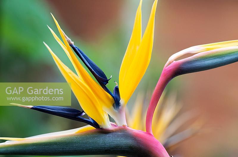 Strelitzia reginae - Crane Flower, Bird of Paradise flower