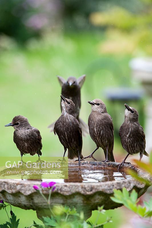 Sturnus vulgaris - Fledged juvenile Starlings drinking from a birdbath in the garden