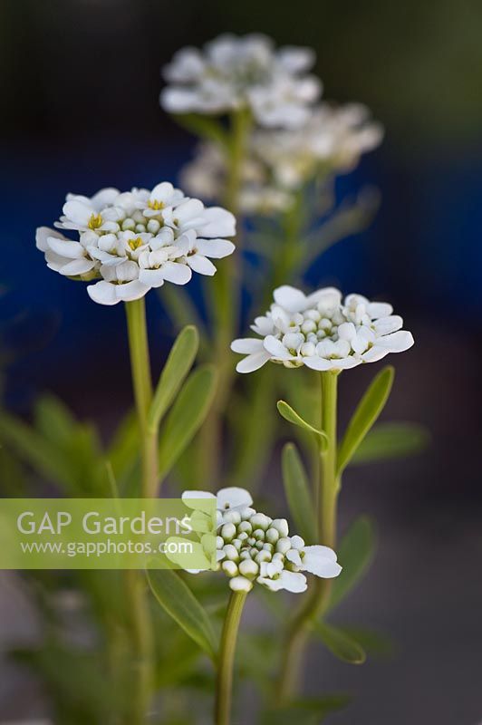 Candytuft 'Purity'