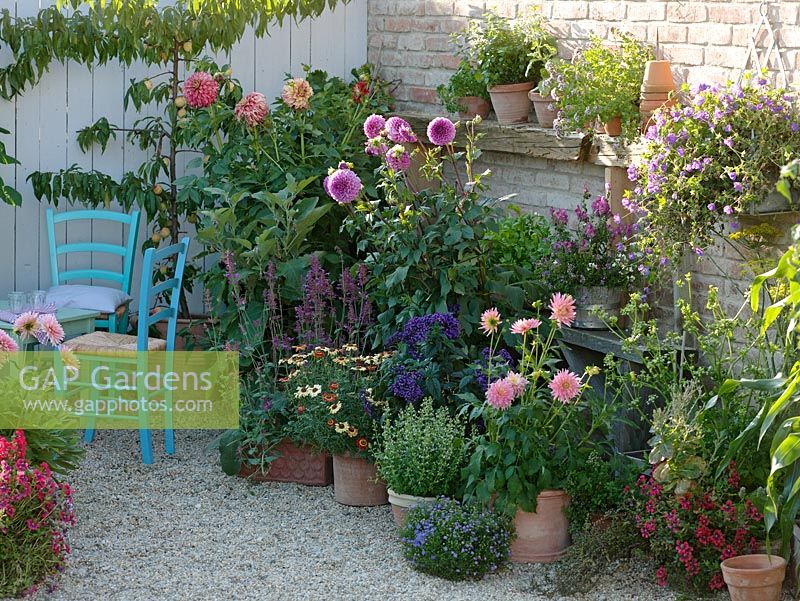 Gravel courtyard garden with containers of Prunus persica, Dahlia, Solanum melongena, Agastache, Chrysanthemum carinatum, Heliotropium, Calamintha and Cuphea Vienco 