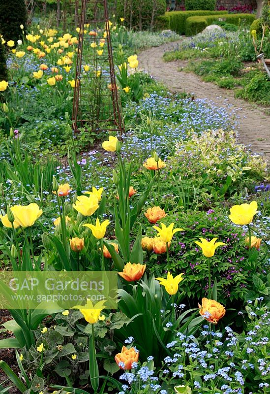 Dutch spring garden with special bulbs planting. Tulipa 'Easter Moon', Tulipa
'Flashback', Tulipa 'Ivory Floradale' and Tulipa 'Monte Beau' with Myosotis
