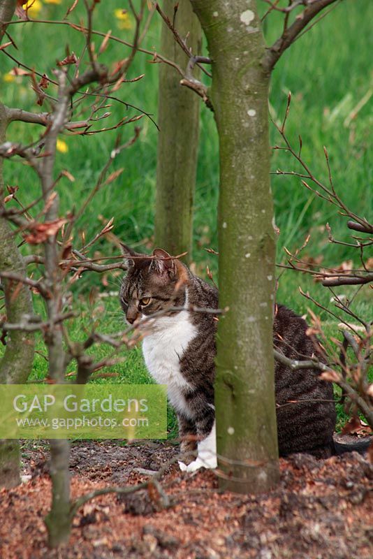 Cat enjoying the afternoon. Spring garden with special bulb planting - Jankslooster, Geke Rook, Holland 
 
