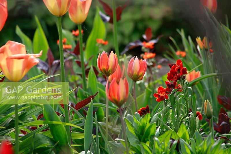 Tulipa and Erysimum. Spring garden with special bulbs planting - Jankslooster, Geke Rook, Holland
 