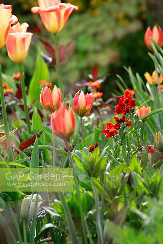 Tulipa and Erysimum. Spring garden with special bulbs planting - Jankslooster, Geke Rook, Holland 
 
