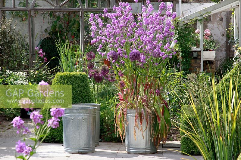 Allium 'Purple Sensation' in borders. Galvanised metal containers with Alliums and Ornamental Grasses - The Dillon Garden, Dublin, Ireland